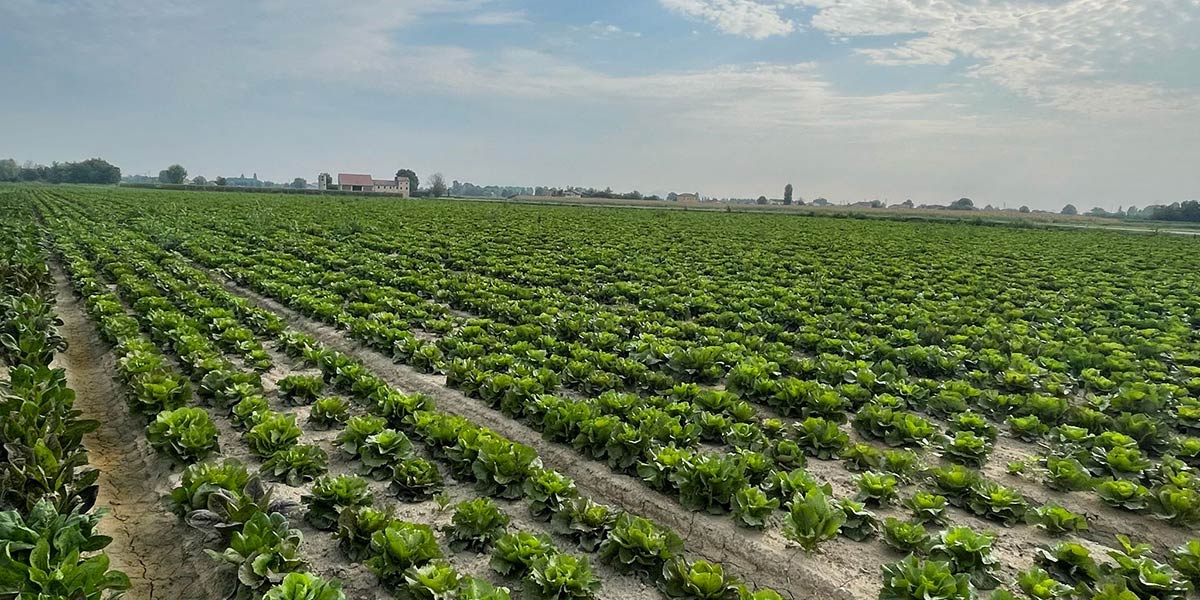 Radicchio: meno rese, più incertezza